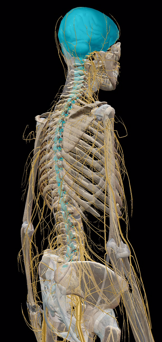 nervous-system-divisions-central-vs-peripheral